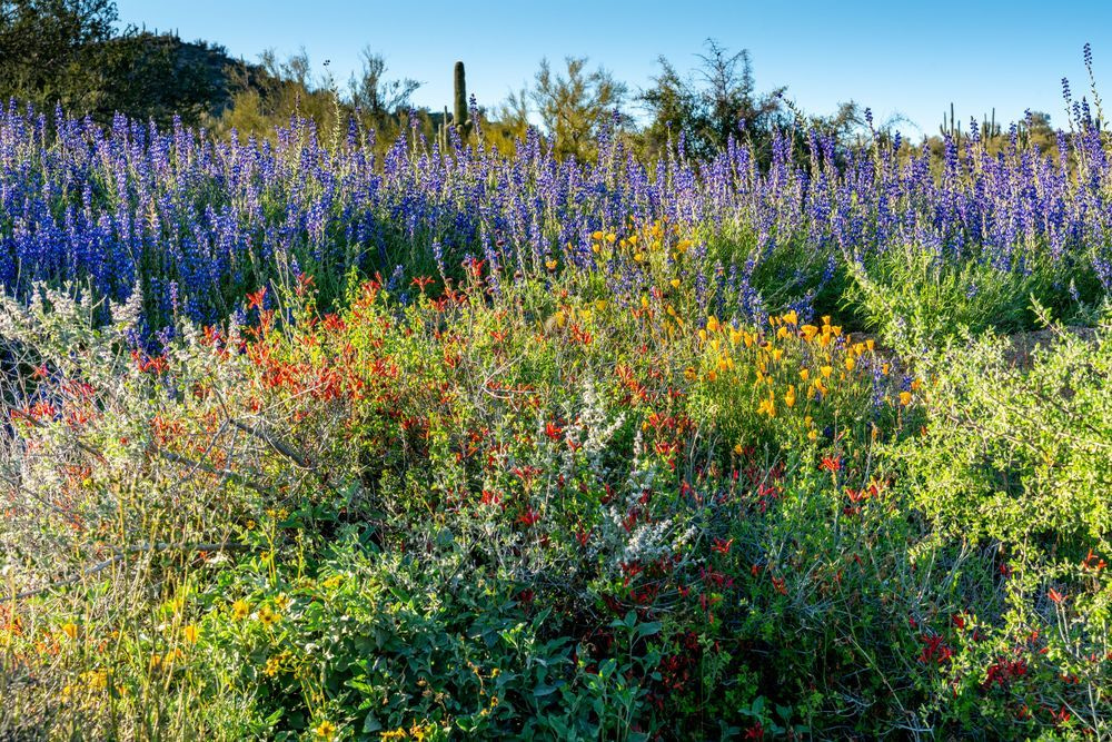 Lupine and Chuparosa, Tonto Forest | Desert Fine Art Print
