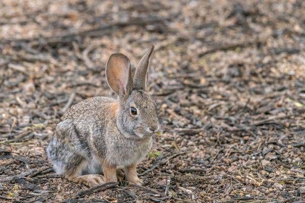 Desert Cottontail, Gilbert Water Ranch | Fine Art Print