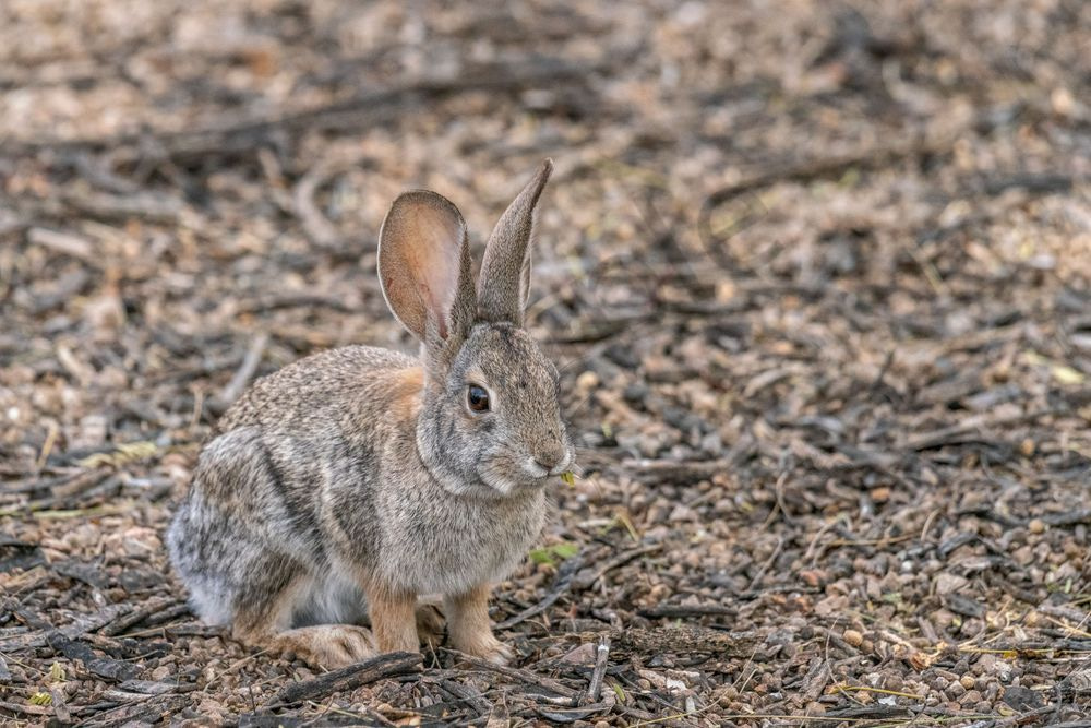 Desert Cottontail, Gilbert Water Ranch | Fine Art Print
