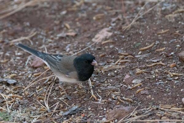 Dark Eyed Junco, Flagstaff | Fine Art Bird Print