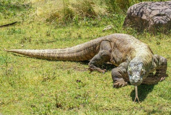 Komodo Dragon, Phoenix | Wildlife Fine Art Print