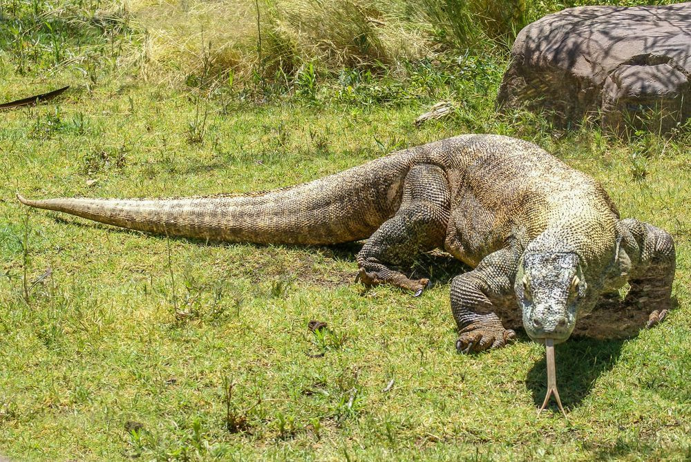 Komodo Dragon, Phoenix | Wildlife Fine Art Print