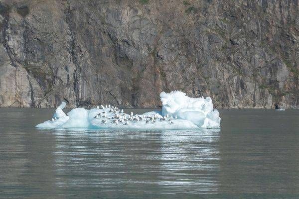 Kittiwakes on Ice, Arctic | Fine Art Bird Print