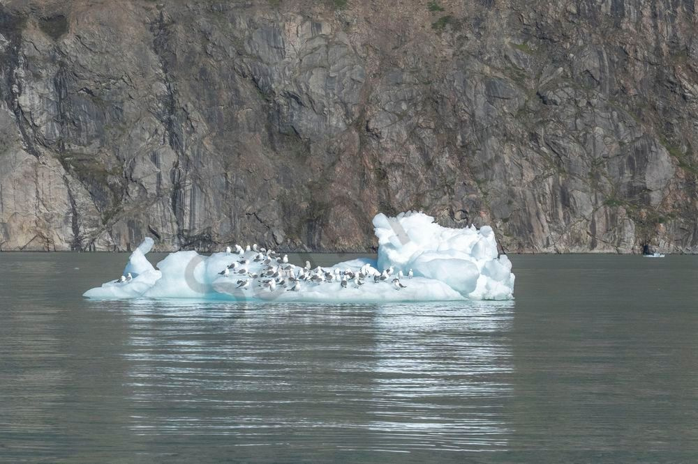 Kittiwakes on Ice, Arctic | Fine Art Bird Print
