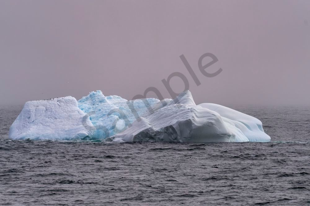 Iceberg with Kittiwakes, Davis Strait | Fine Art Print
