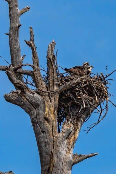 Nesting Ospreys, Arizona | Fine Art Bird Print