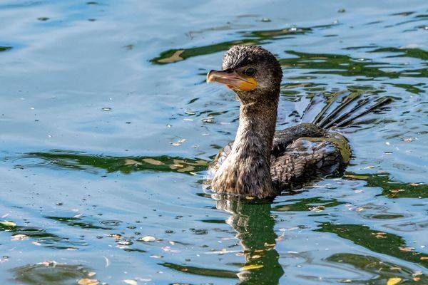 Neotropic Cormorant | Fine Art Bird Print