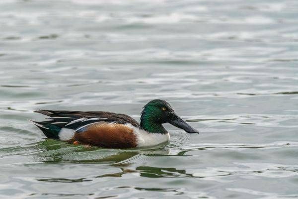 Northern Shoveler Duck | Fine Art Bird Print