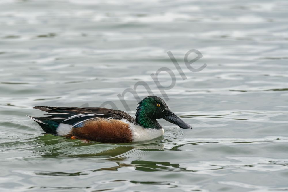 Northern Shoveler Duck | Fine Art Bird Print