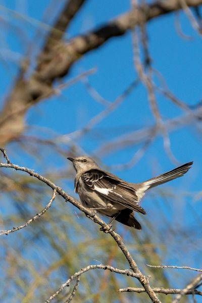 Northern Mockingbird | Fine Art Bird Print