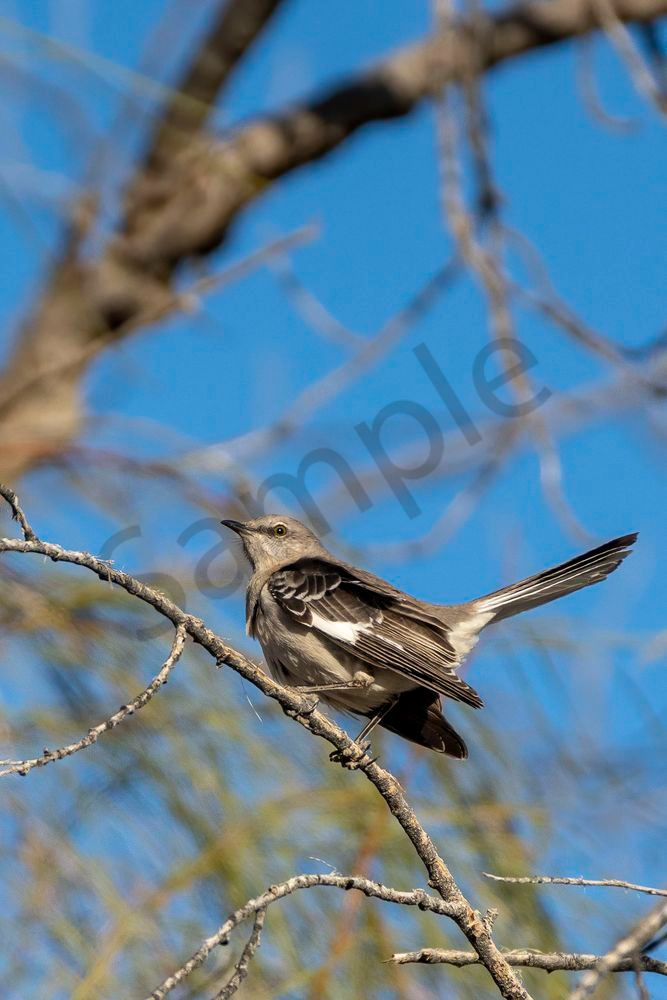 Northern Mockingbird | Fine Art Bird Print