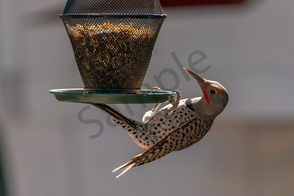Northern Flicker Gymnastics | Fine Art Bird Print