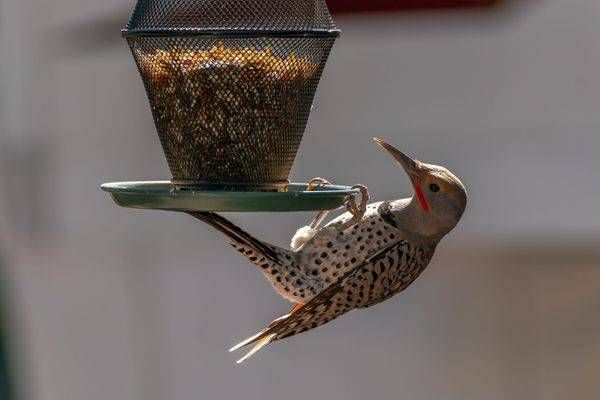 Northern Flicker Gymnastics | Fine Art Bird Print