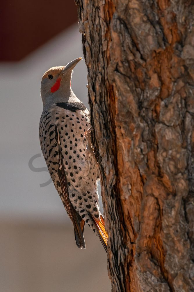 Northern Flicker | Fine Art Bird Print