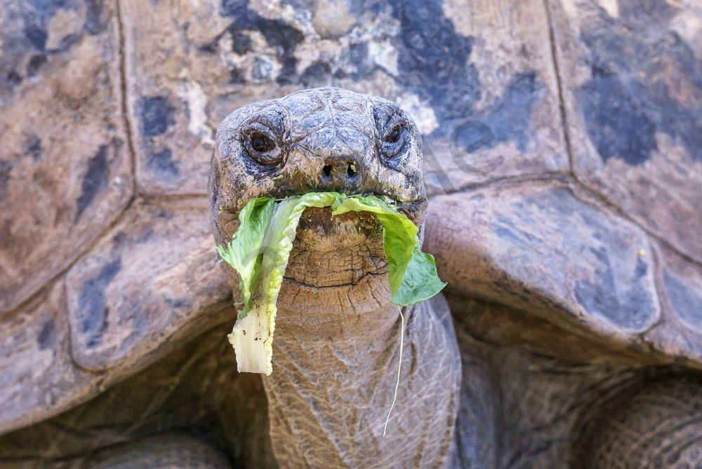 Giant Tortoise Not Impressed | Wildlife Fine Art Print