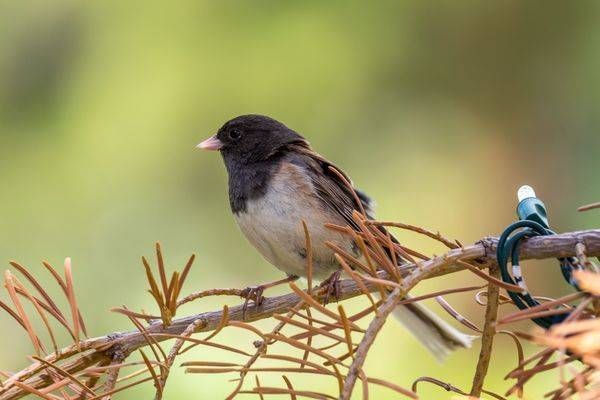 Oregon Junco | Fine Art Bird Print