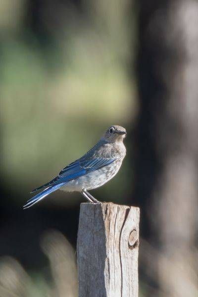Mountain Bluebird | Fine Art Bird Print