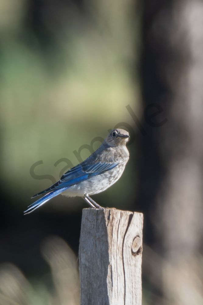 Mountain Bluebird | Fine Art Bird Print