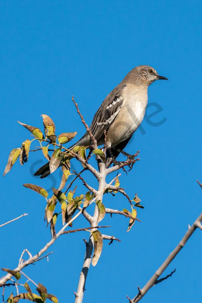 Mockingbird, Arizona | Fine Art Bird Print