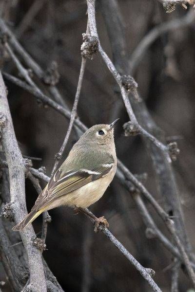 Ruby Crowned Kinglet | Fine Art Bird Print