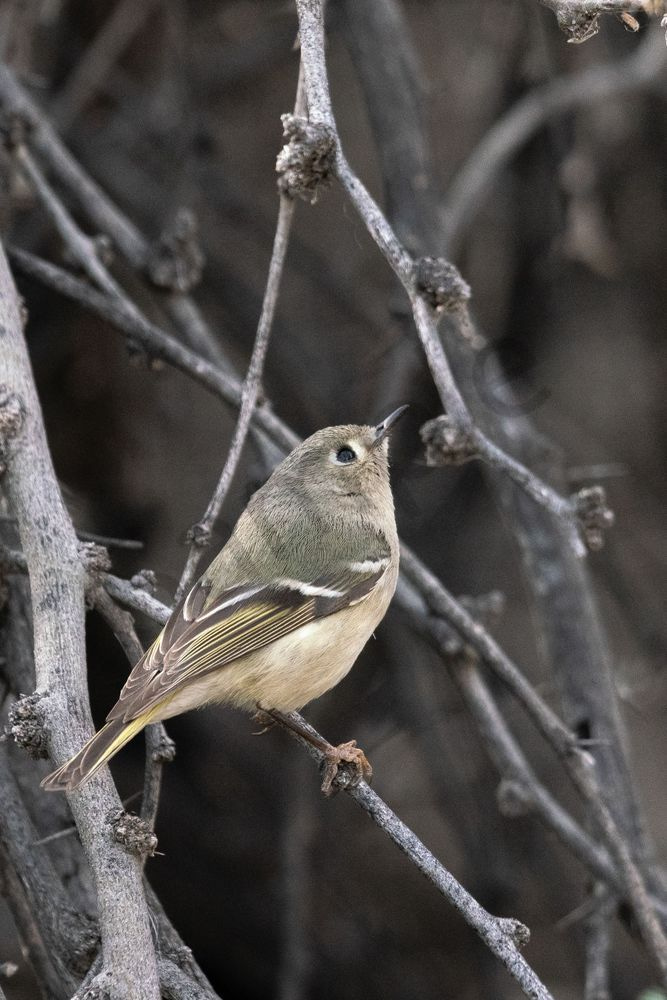 Ruby Crowned Kinglet | Fine Art Bird Print
