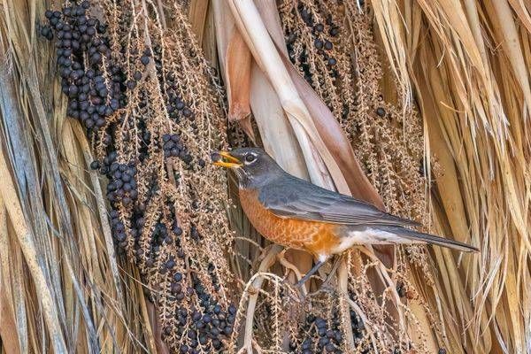 Robin Eating Berries 2 | Fine Art Bird Print