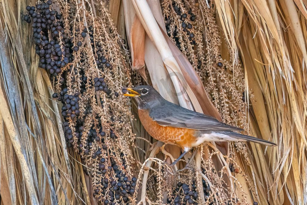 Robin Eating Berries 2 | Fine Art Bird Print