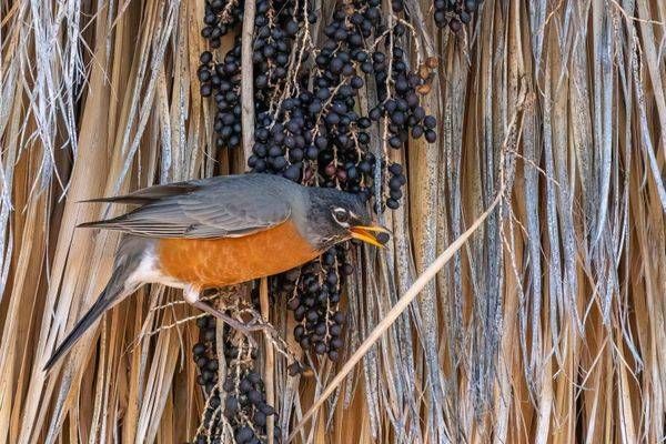 Robin Eating Berries | Fine Art Bird Print