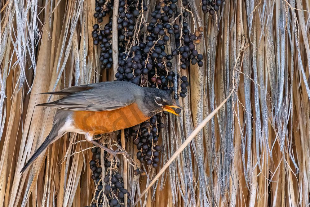 Robin Eating Berries | Fine Art Bird Print