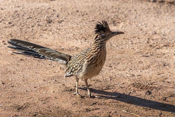 Roadrunner | Fine Art Bird Print
