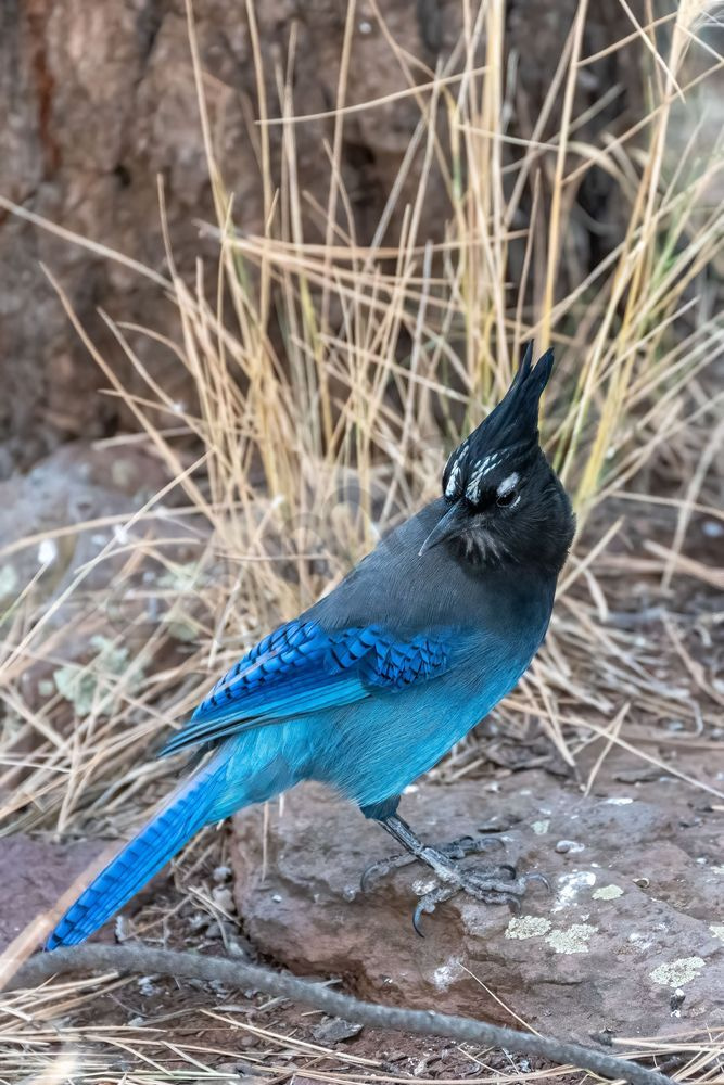 Steller's Jay 2, Northern Arizona | Fine Art Bird Print