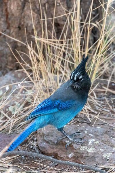 Steller's Jay 2, Northern Arizona | Fine Art Bird Print