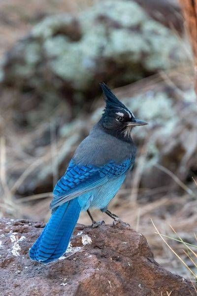 Steller's Jay, Northern Arizona | Fine Art Bird Print