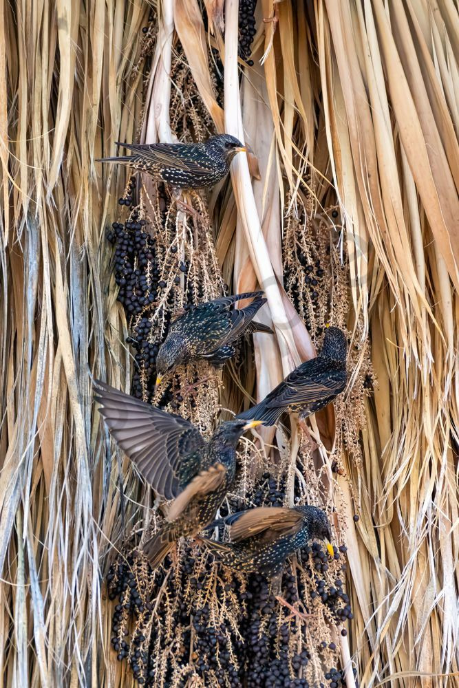Starlings Feeding Frenzy | Fine Art Bird Print