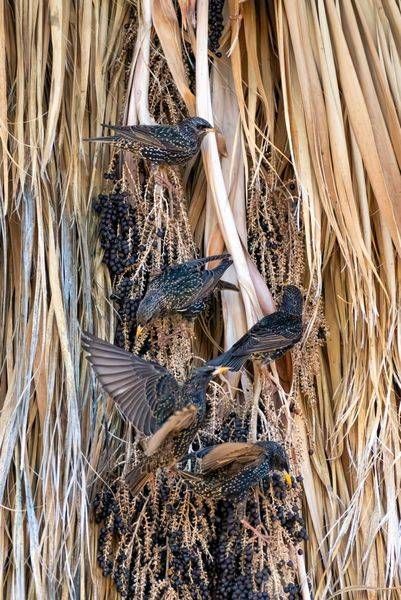 Starlings Feeding Frenzy | Fine Art Bird Print