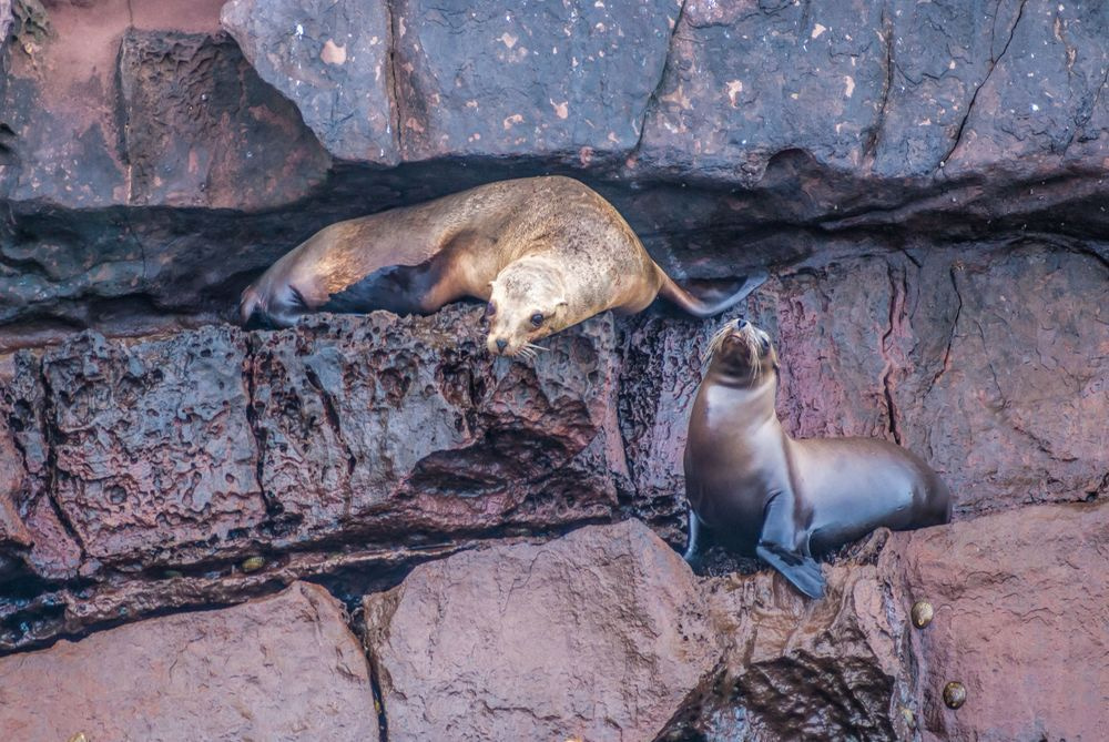 Sea Lion Pair, Coronado Islands | Wildlife Fine Art Print