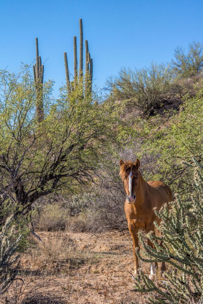 Salt River Wild Stallion in the Desert | Fine Art Print