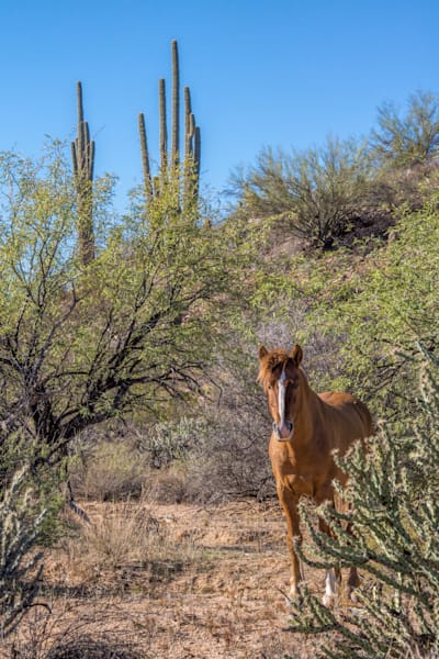 Salt River Wild Stallion in the Desert | Fine Art Print
