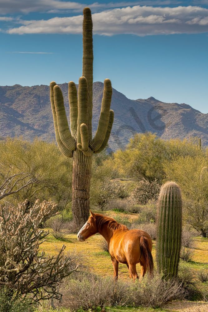 Salt River Wild Stallion Sonoran Desert | Fine Art Print