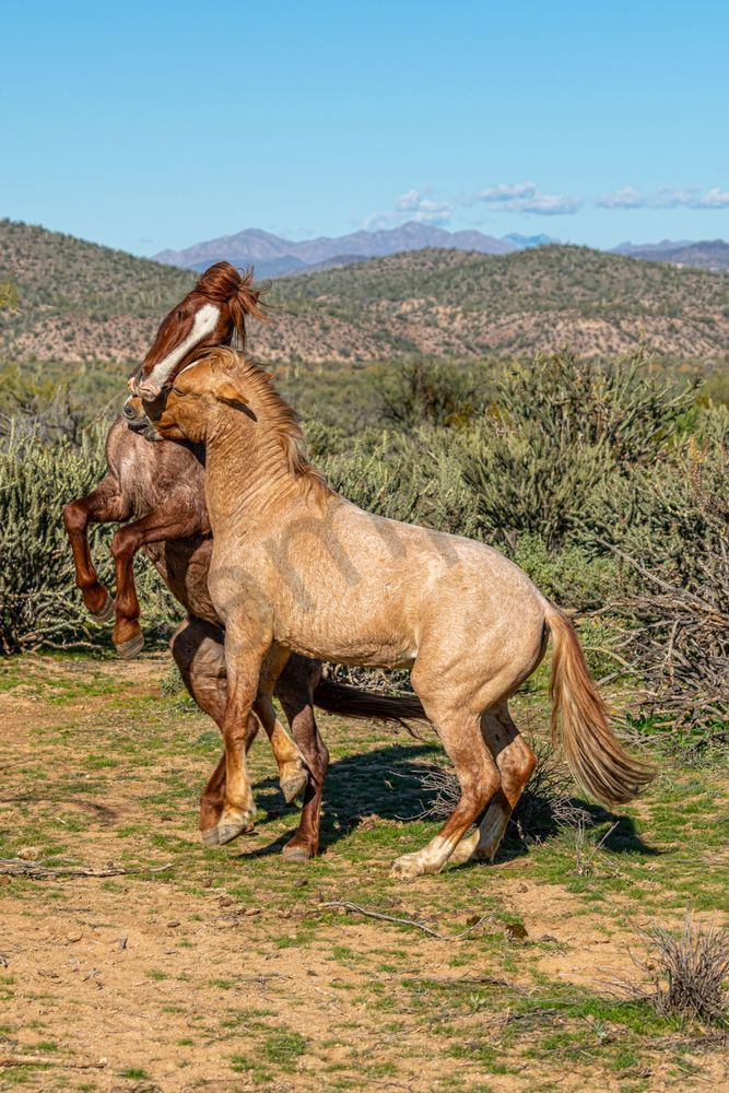Horsing around, Lower Salt River | Wild Horse Fine Art Print