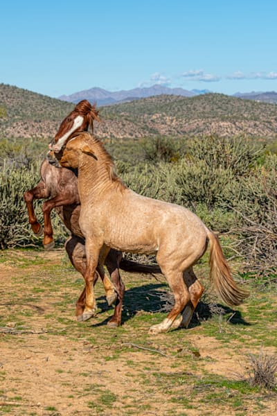 Horsing around, Lower Salt River | Wild Horse Fine Art Print