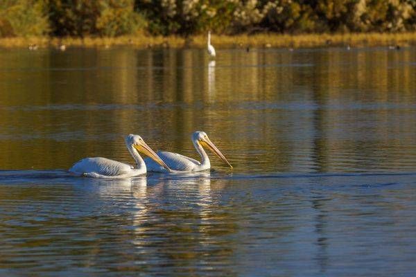Snowbirds - White Pelicans, Arizona | Fine Art Bird Print