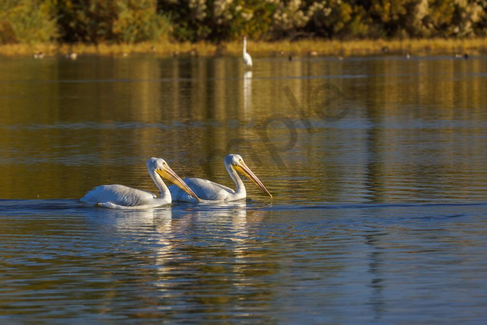 Snowbirds - White Pelicans, Arizona | Fine Art Bird Print