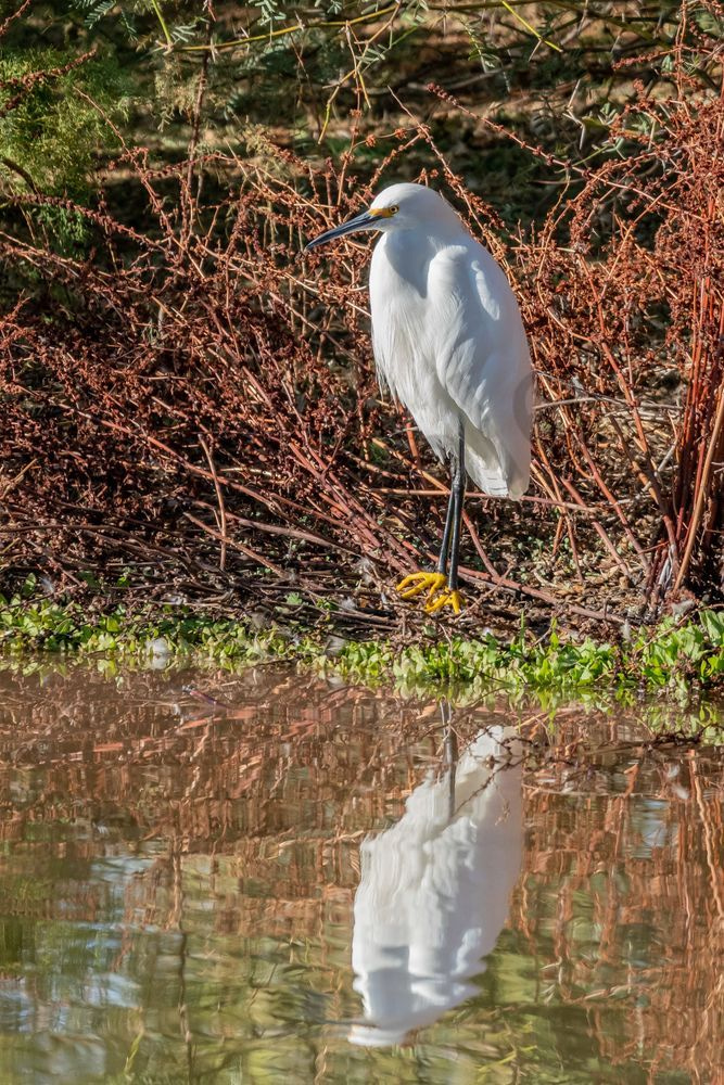 Snowy Egret | Fine Art Bird Print