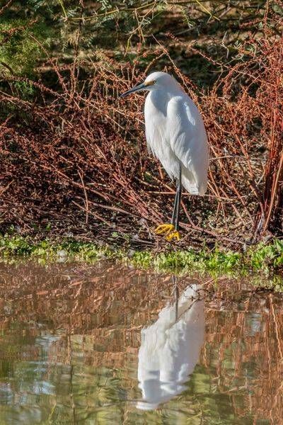 Snowy Egret | Fine Art Bird Print