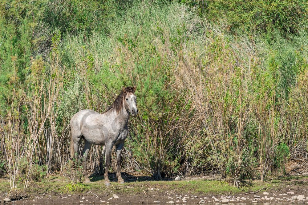 Sir Lancelot, Lower Salt River | Wildlife Fine Art Print