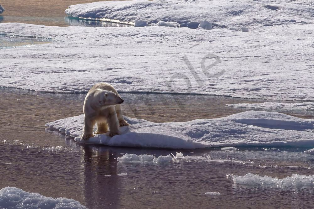 Polar Bear on Ice Floe, Nunavut | Arctic Fine Art Print