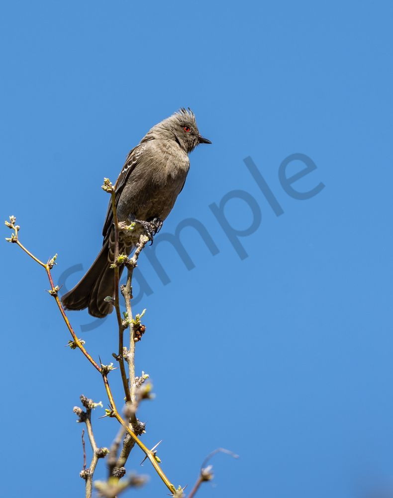 Female Phainopepla, Tonto National Forest | Fine Art Print
