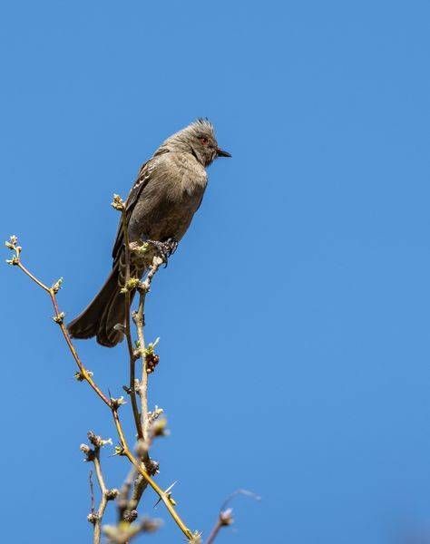Female Phainopepla, Tonto National Forest | Fine Art Print