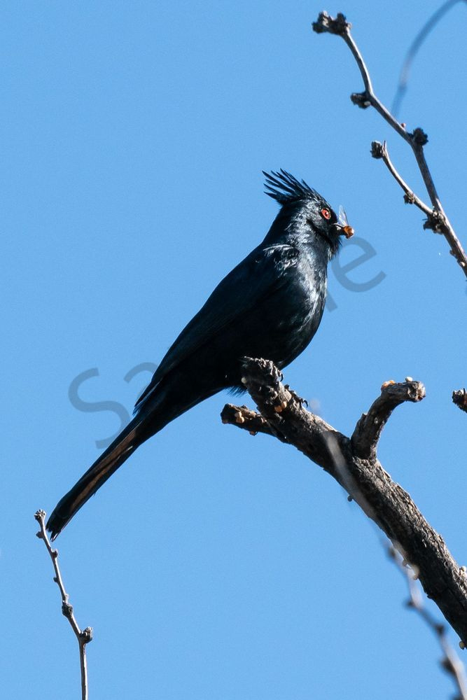 Phainopepla with Insect | Fine Art Bird Print